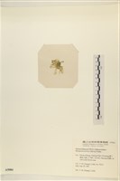 曲玉藻, 香蕉菜, 玉茄藻藏品圖，第3張