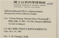 曲玉藻, 香蕉菜, 玉茄藻藏品圖，第2張