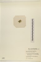 曲玉藻, 香蕉菜, 玉茄藻藏品圖，第3張