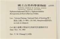 曲玉藻, 香蕉菜, 玉茄藻藏品圖，第2張