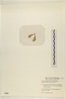 曲玉藻, 香蕉菜, 玉茄藻藏品圖，第3張