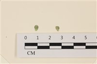 登錄號:A00005087藏品圖，第1張