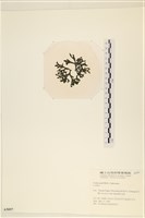 登錄號:A00005097藏品圖，第3張