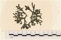 登錄號:A00005097藏品圖，第1張