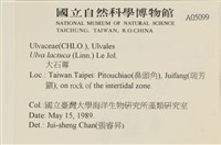 大石蓴, 石蓴藏品圖，第2張