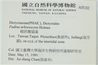樹狀團扇藻藏品圖，第2張