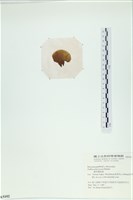 樹狀團扇藻藏品圖，第3張