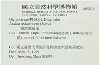 樹狀團扇藻藏品圖，第2張