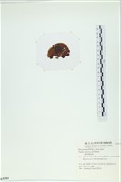 樹狀團扇藻藏品圖，第3張