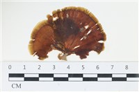 樹狀團扇藻藏品圖，第1張