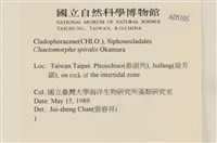 線形硬毛藻, 卷絲綠苔藏品圖，第2張