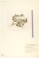 線形硬毛藻, 卷絲綠苔藏品圖，第1張
