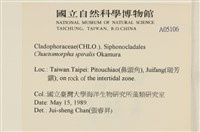 線形硬毛藻, 卷絲綠苔藏品圖，第2張