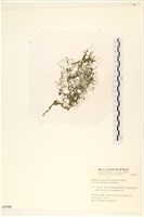 線形硬毛藻, 卷絲綠苔藏品圖，第1張