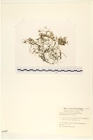 線形硬毛藻, 卷絲綠苔藏品圖，第1張