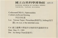 阿拉伯松藻藏品圖，第2張