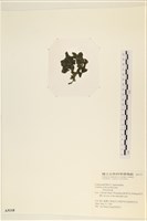 阿拉伯松藻藏品圖，第3張