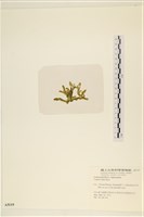 登錄號:A00005119藏品圖，第3張