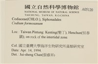 臺灣水松, 臺灣松藻藏品圖，第2張