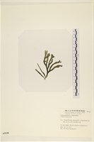 臺灣水松, 臺灣松藻藏品圖，第3張