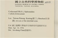 臺灣水松, 臺灣松藻藏品圖，第2張