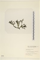 臺灣水松, 臺灣松藻藏品圖，第3張