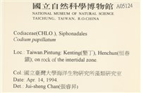 瘤狀水松, 瘤狀松藻藏品圖，第2張