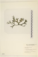 瘤狀水松, 瘤狀松藻藏品圖，第3張