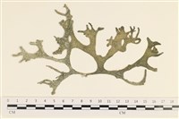 瘤狀水松, 瘤狀松藻藏品圖，第1張