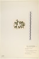 登錄號:A00005126藏品圖，第3張