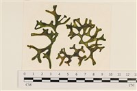 登錄號:A00005126藏品圖，第1張