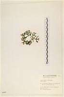 登錄號:A00005127藏品圖，第3張