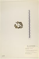 登錄號:A00005128藏品圖，第3張