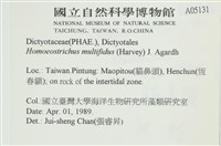 多扇藻藏品圖，第2張