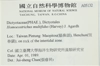 多扇藻藏品圖，第2張