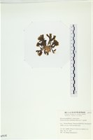 多扇藻藏品圖，第3張