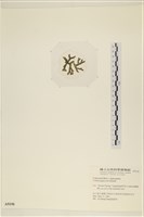 登錄號:A00005150藏品圖，第3張