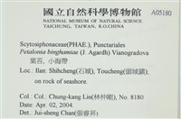 葉苔, 小海帶藏品圖，第2張