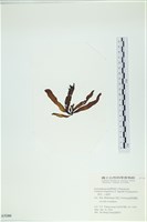 葉苔, 小海帶藏品圖，第3張