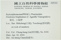 葉苔, 小海帶藏品圖，第2張