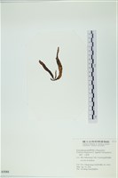 葉苔, 小海帶藏品圖，第3張