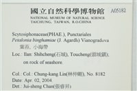 葉苔, 小海帶藏品圖，第2張