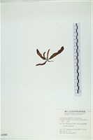 葉苔, 小海帶藏品圖，第3張