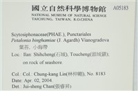 葉苔, 小海帶藏品圖，第2張