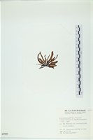 葉苔, 小海帶藏品圖，第3張