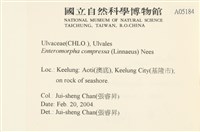 扁石髮藏品圖，第2張