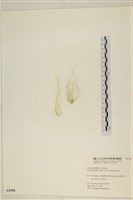 扁石髮藏品圖，第1張