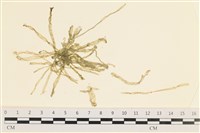 腸滸苔, 河石髮藏品圖，第1張