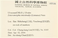 腸滸苔, 河石髮藏品圖，第2張