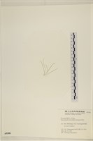 腸滸苔, 河石髮藏品圖，第3張